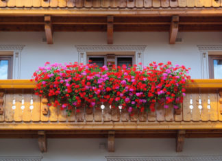 Un balcone sempre fiorito 691 0 065 Un balcone sempre fiorito